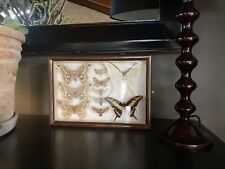 Vintage framed moths for sale  FALMOUTH