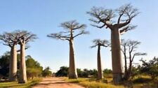 African baobab tree for sale  TRURO