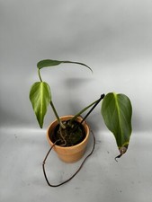Philodendron burle marx gebraucht kaufen  Wolfsburg