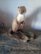 Martre taxidermie belette d'occasion  Fraisans