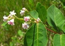 Apocynum cannabinum dogbane for sale  Claxton