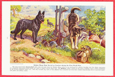 1941 dog print for sale  Willington