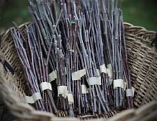 Apple scion cuttings for sale  WETHERBY