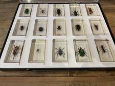 Exotic insect collection for sale  DURHAM