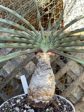 Caudex. plante beauté d'occasion  Aire-sur-l'Adour