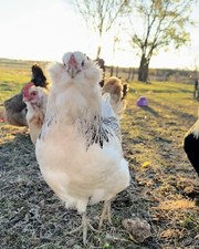 Rainbow chicken hatching for sale  Chanute