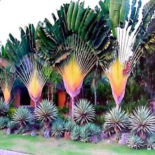 Travelers palm tree for sale  Russell