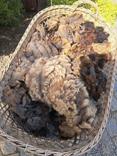 Rohwolle schaf wolle gebraucht kaufen  Neugersdorf