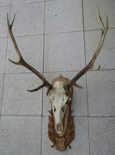 Schönes hirschgeweih hirsch gebraucht kaufen Schönes hirschgeweih hirsch gebraucht kaufen  Zeil a.Main