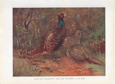 Pheasant 1948 beautiful for sale  COLEFORD