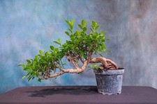 ficus tree for sale ficus tree for sale North Fort Myers