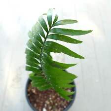 Encephalartos woodii natalensi usato  Napoli