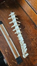 Sheep articulated vertebrae for sale  LONDON