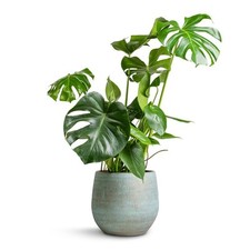 Monstera deliciosa swiss for sale  PRENTON