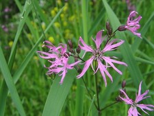 ragged robin for sale ragged robin for sale BECCLES