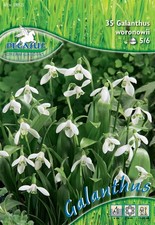 Pegasus schneeglöckchen zwieb gebraucht kaufen Pegasus schneeglöckchen zwieb gebraucht kaufen  Aurich