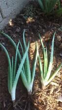 Lot aloe vera for sale  Scottsdale