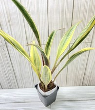 bagging plant for sale bagging plant for sale Winchester