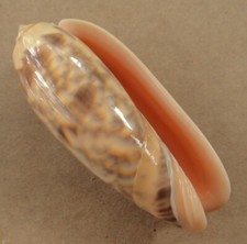 Oliva miniacea philippines d'occasion  Brioude