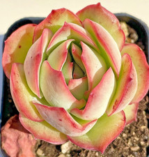 Rare echeveria pulidonis for sale  San Carlos
