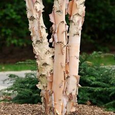 Trio river birch for sale  LOSSIEMOUTH