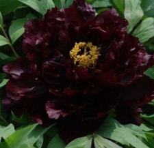 Japanese peony tree for sale  LINCOLN
