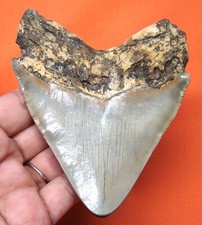 Megalodon shark tooth for sale  Bradenton