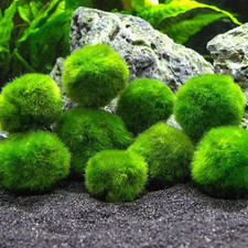 Marimo alga palla usato  Roma