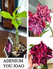 Adenium you joao gebraucht kaufen  Wermsdorf