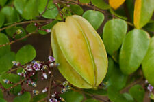 Semi averrhoa carambola usato  Reggio Calabria