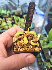 Nepenthes clipeata pitcher for sale  HUNTINGDON