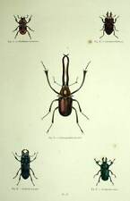 Insecte entomologie coléopter d'occasion  Villeurbanne