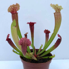 Sarracenia pinky hybrid for sale  AMMANFORD