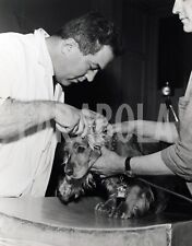Vintage animali cani usato  Roma