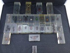Paper weight bugs for sale  BELFAST