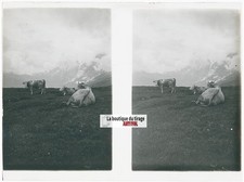 Vaches montagne alpes d'occasion  Grenade