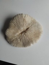 Vintage dried mushroom for sale  KILMARNOCK