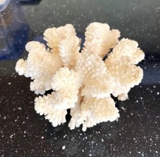 White reef coral for sale  PLYMOUTH