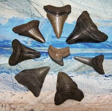 mako shark tooth for sale  Hinesville