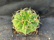 Gymnocalycium monvillei vivaio usato  Massafra