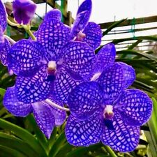 Vanda perfect blue usato  Spedire a Italy