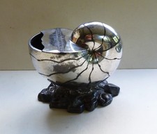 Antique nautilus shell for sale Antique nautilus shell for sale  WALSALL