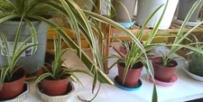 Young spider plants for sale  BANGOR