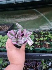 Tradescantia nanouk easy for sale  DAGENHAM