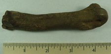 Fossilized tapir foot for sale  Clermont