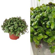Callisia repens turtle for sale  GLASGOW