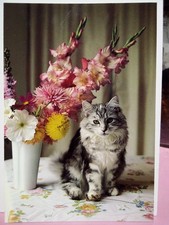 Maine Coon Cat apex predator traz flores  comprar usado Maine Coon Cat apex predator traz flores  comprar usado  Enviando para Brazil