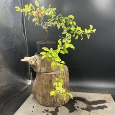Shohin japanese flowering for sale  HULL