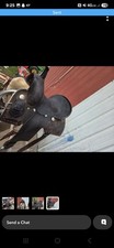 Western barrel racing for sale  Selinsgrove