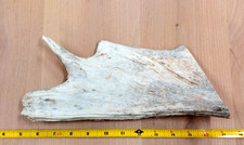Moose antler carving for sale  USA